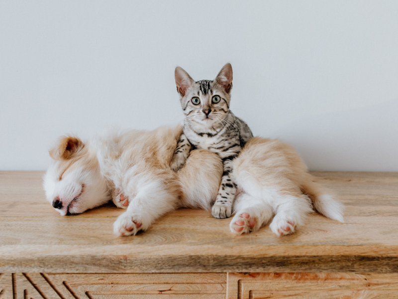cucciolo di cane e gatto