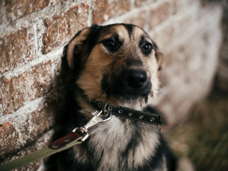 cane triste a causa delle punizioni