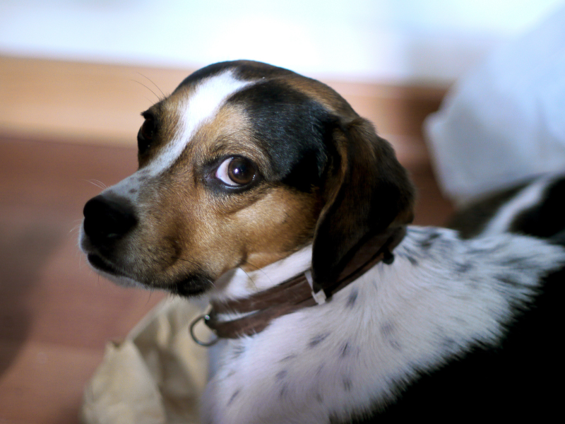 cane che osserva in modo giudicante