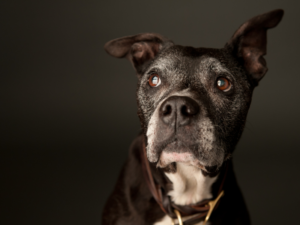 immagine di un cane anziano
